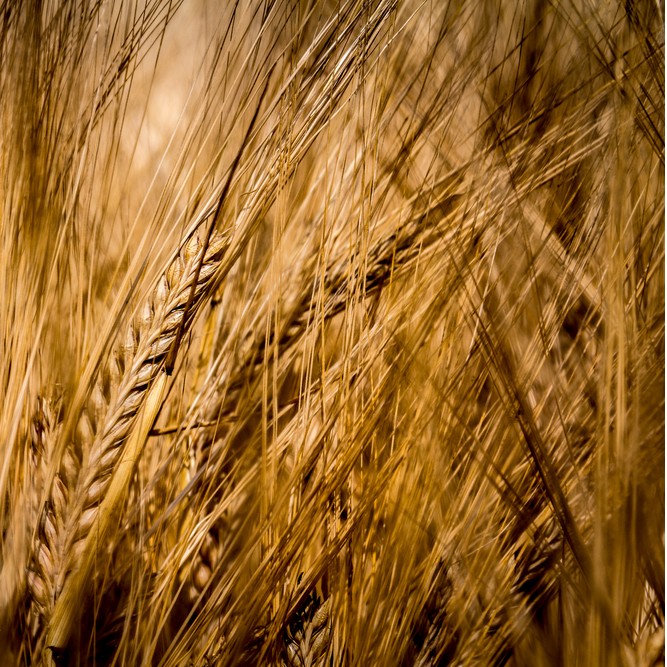 banner-recipes